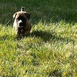 Boerboel Puppies from Grace and H.B. Kennel