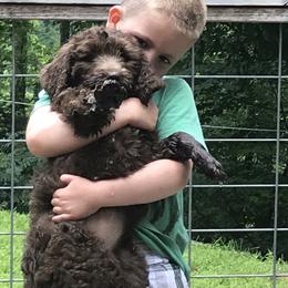 Bernedoodle and Goldendoodle Puppies from Bailey Mountain Doodles