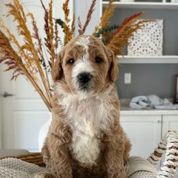 Clara - Cream female Goldendoodle puppy in Brooksville, Florida from Abby’s Standard Goldendoodles