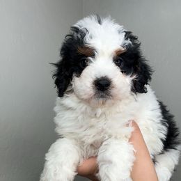 GREEN MALE - Tri-color male Bernedoodle puppy in Gilbert, Arizona from Azbernedoodlepuppies