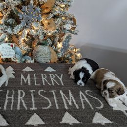Shih Tzu puppies from Jackie Lange's Shih Tzus