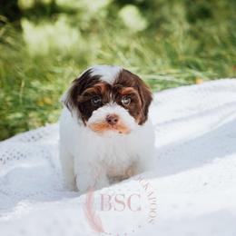 Orange collar boy - Brown white and tan male Cockapoo puppy in Missoula, Montana from Big Sky Cockapoos