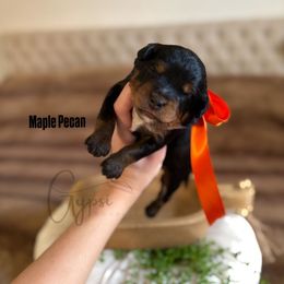 Maple Pecan - Tri-color male Bernedoodle puppy in Herriman, Utah from Gypsi Doodles & Poodles LLC.