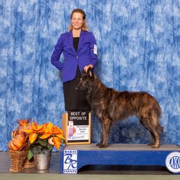 Rip - Dutch Shepherd