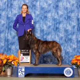 Rip - Dutch Shepherd