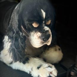 Cocker Spaniel puppies from Hidden Vallies Cocker Spaniels