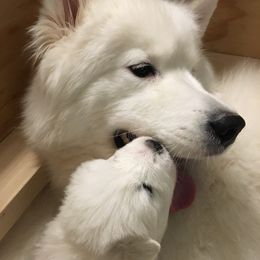Samoyeds from SnoHill Samoyeds