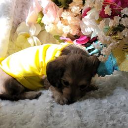 Dachshund Puppies from CLARK'S BREEDING PROGRAM