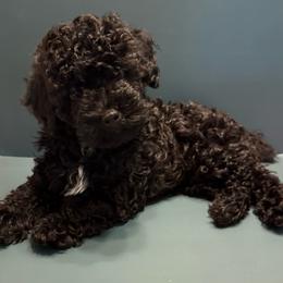 Bear - Black male Poodle puppy in Lakeland, Florida from Blessed Beginnings Puppies