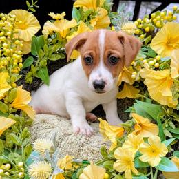 Ollie - White and tan male Russell Terrier puppy in Sandown, New Hampshire from Patch Wood Irish Jacks