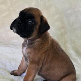 Girl 1 - Fawn female Boxer puppy in Thompson, Pennsylvania from Moonlitboxers