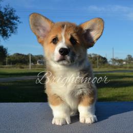 Fern - Sable male Pembroke Welsh Corgi puppy in Edna, Texas from MG Corgis
