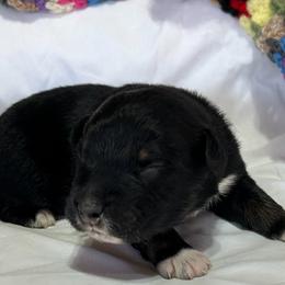 Coal (has tail) - Black tri-color male Australian Shepherd puppy in Butler, Georgia from Aussies at Howling Hill Farm