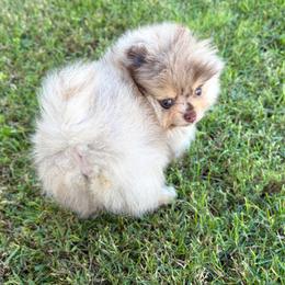 Alvin - Chocolate merle male Pomeranian puppy in Scottsburg, Virginia from Summer Set Poms
