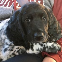 Large Münsterländer Puppies from CheddArris Kennel