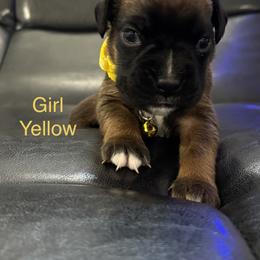 Sailor - Fawn female Boxer puppy in Cicero, New York from MK Boxer Haven of CNY