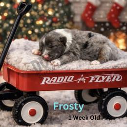 Frosty - Blue merle male Miniature Australian Shepherd puppy in Oronogo, Missouri from Dutton's Show Me Farms