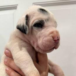 Jager - Harlequin female Great Dane puppy in Florida from Beachside Kennels