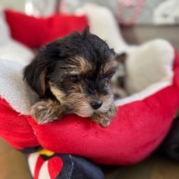 Boy 2 - Black and tan male Yorkshire Terrier puppy in Massachusetts from Happy Tail Yorkies and Maltese