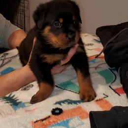 Rottweiler Puppies from vom Helligkeit