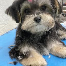 Cavapoo, Goldendoodle, Morkie, and Shihpoo All Grown Up from Jenny La Bone