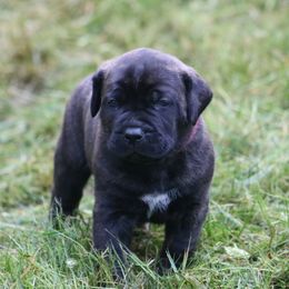 Boerboel Puppies from Northland Boerboels
