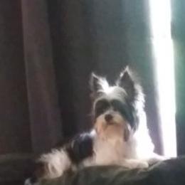 Early - Yorkshire Terrier