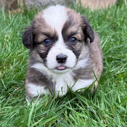 Sunni- full Fluffy - Sable male Pembroke Welsh Corgi puppy in Aberdeen, Washington from Coastal country Farms