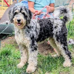 Bailey - Bernedoodle