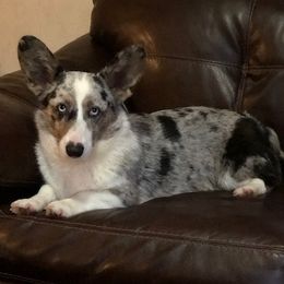 American Corgis and Goldendoodles from Circle N Farms