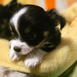 Baxter - Black and white male Chihuahua puppy in Amity, Pennsylvania from Baxters Chihuahuas