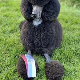 Poodle All Grown Up from Raventree Poodles