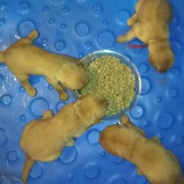 Golden Retriever Puppies from Gingersnap Golden Retrievers