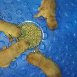 Golden Retriever Puppies from Gingersnap Golden Retrievers
