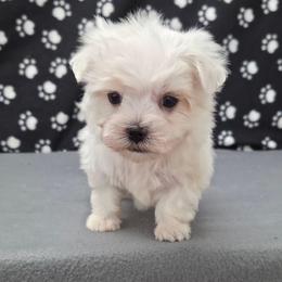 Luca - White male Maltese puppy in Monticello, Iowa from Ashley’s Puppies
