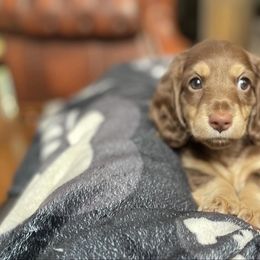 Coco -pet only- - Dachshund puppy from AJs Doxies
