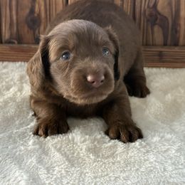 Rooty - Chocolate male Dachshund puppy in Newport, Tennessee from Justice Doxies