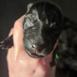 Mauve - Black female Scottish Terrier puppy in Seligman, Arizona from Magnum Scottish Terriers