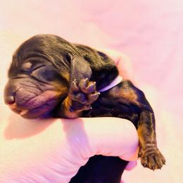 Aphrodite (light pink collar) - Black and tan female Dachshund puppy in Loris, South Carolina from Dogwood Mountain Dachshunds