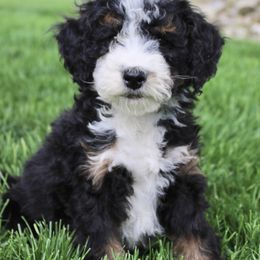 Jade - Tri-color female Bernedoodle puppy in Apple Creek, Ohio from Arlene Hershberger