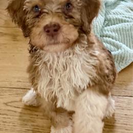 Smoochie - Merle female Bernedoodle puppy in Chilmark, Massachusetts from Martha’s Vineyard Bernedoodles