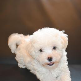 Romeo (CKC) - White male Maltipoo puppy in Rainbow City, Alabama from Southland Farm Kennels