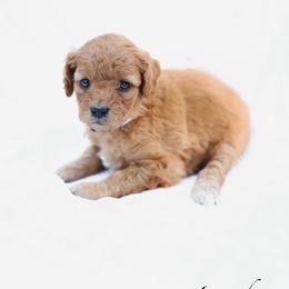 Lavender - Red  female Goldendoodle puppy in Boise, Idaho from Goldendoodle Baby