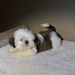 Ted - Red and white male Shih Tzu puppy in Eastvale, California from Gigi’s Shih tzu