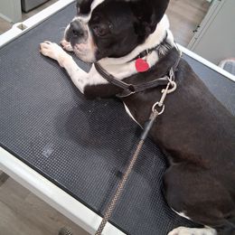 Pluto - Boston Terrier