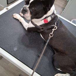 Pluto - Boston Terrier