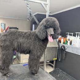 Yefah - Black female Poodle puppy in New York from Adiame Kennels