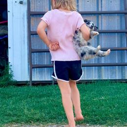 Storm - Blue merle male Australian Shepherd puppy in Mineral Wells, Texas from A6 Australian Shepards