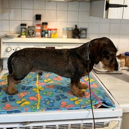 Dachshunds from Leslie's Dachshunds