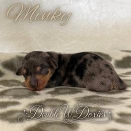 MINKY Half Russian Wire PET ONLY - Dapple female Dachshund puppy in Alto, Texas from Double W Doxies